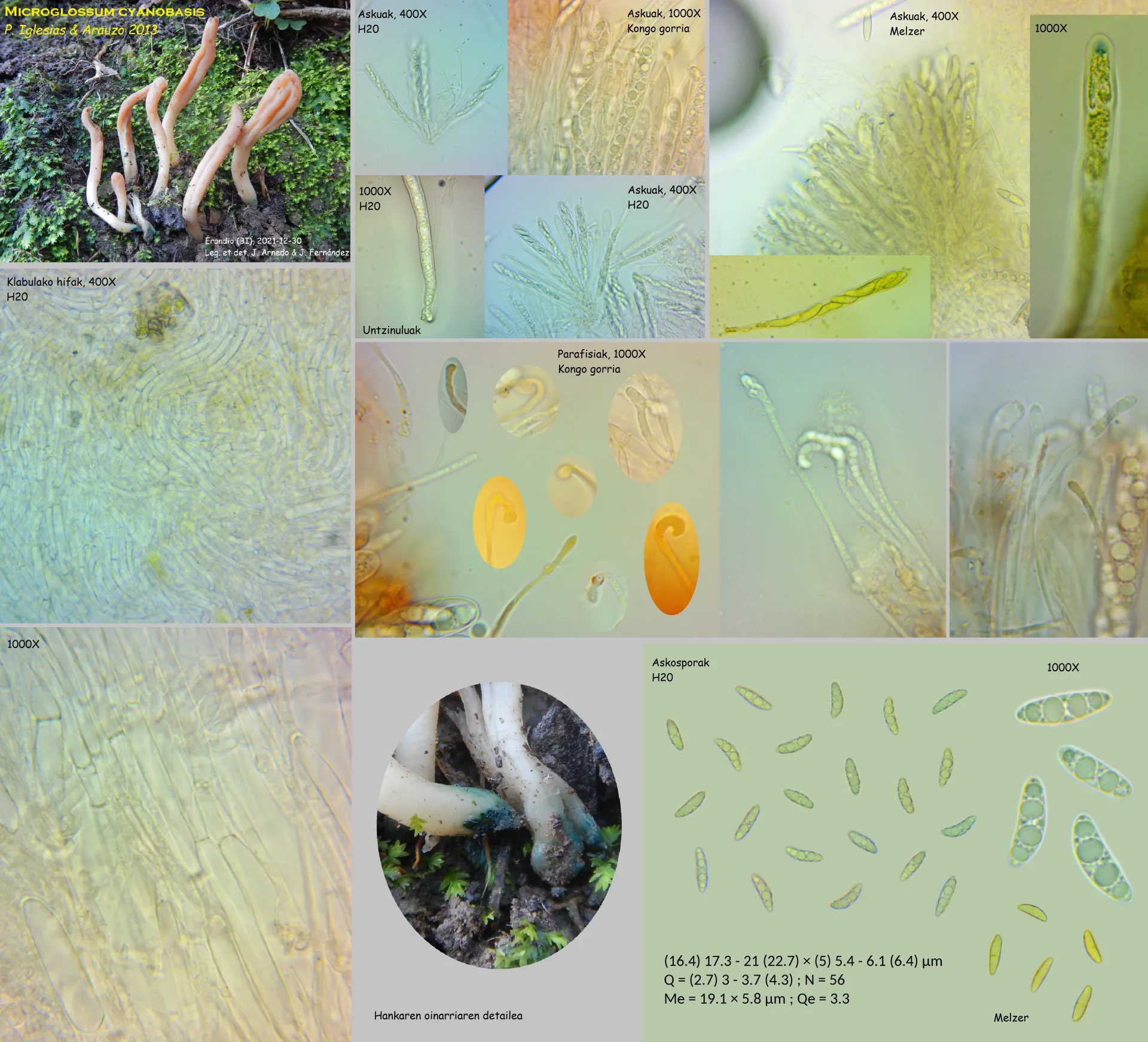 Microglossum cyanobasis ficha
